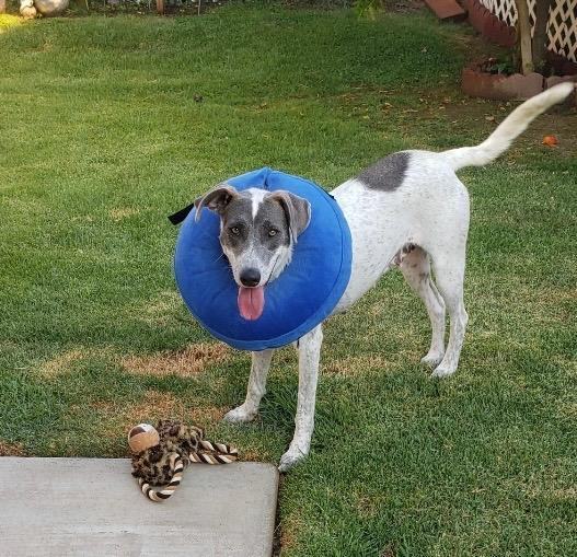 Enlarge Laney, a Adopted mixed breed in Perris, CA image 3/10