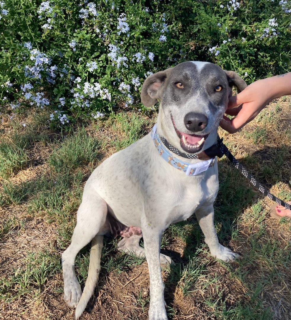 Enlarge Laney, a Adopted mixed breed in Perris, CA image 5/10