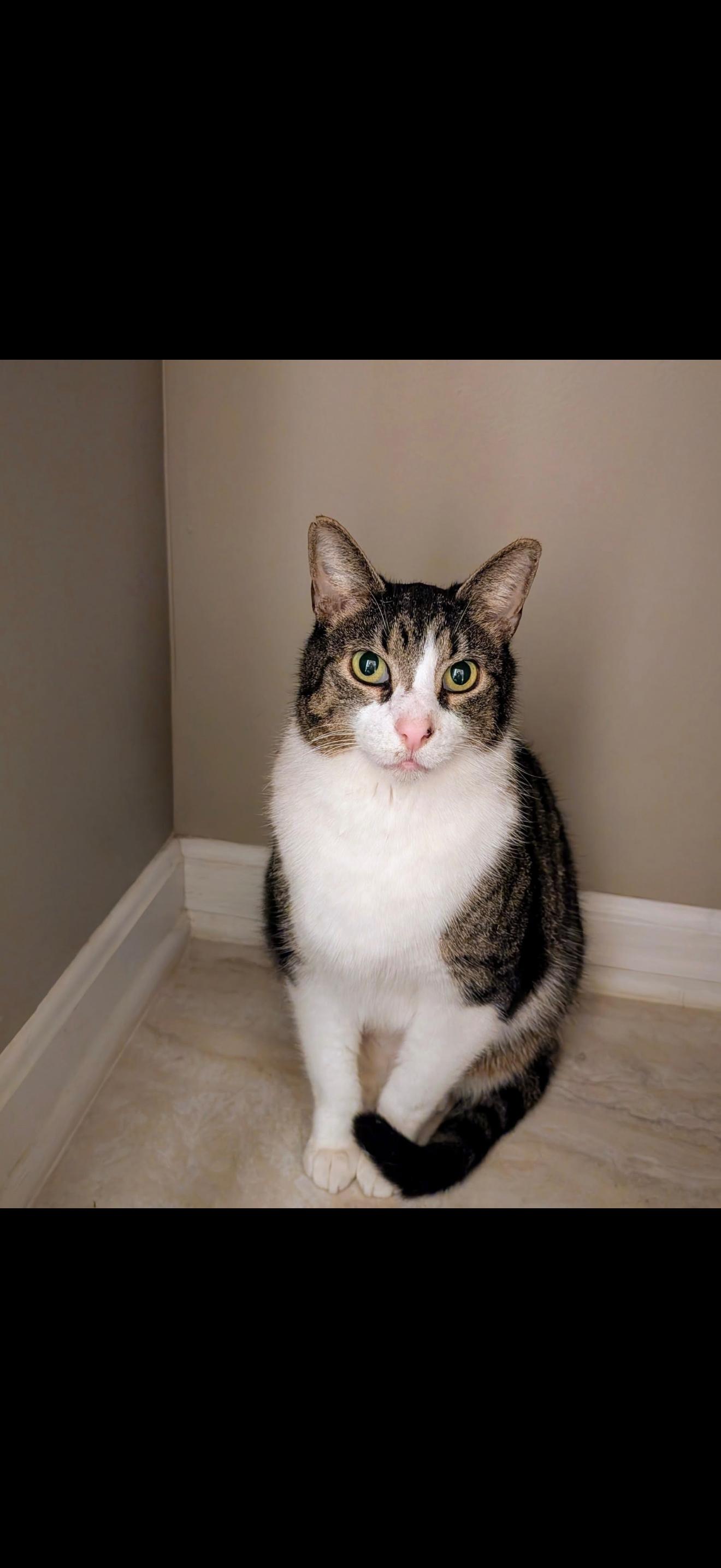 Morgan, a Adoptable Domestic Short Hair in Massillon, OH image 1/2