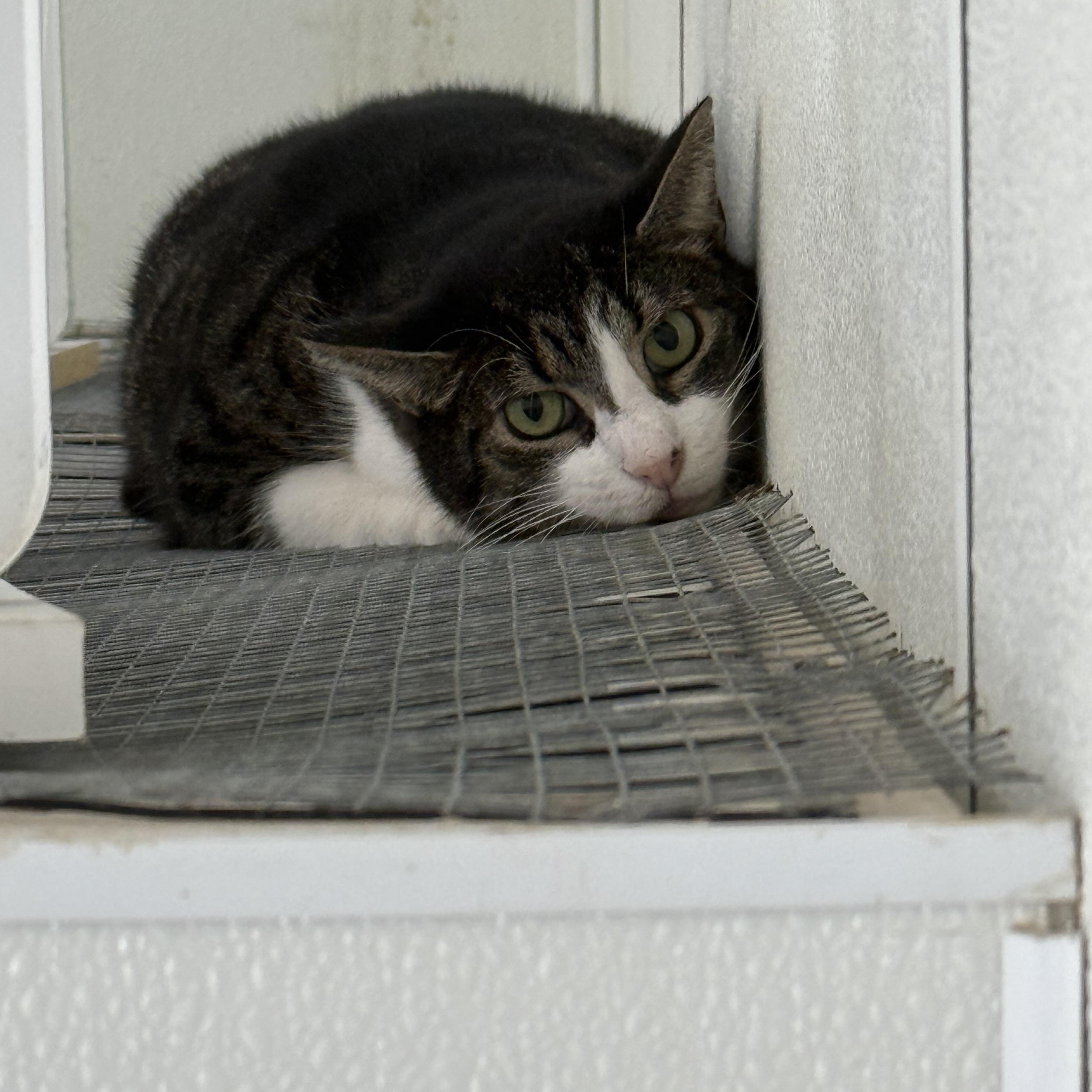 Morgan, a Adoptable Domestic Short Hair in Massillon, OH image 2/2