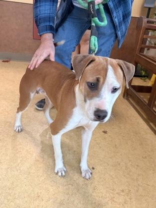 Enlarge Victoria, a Adoptable mixed breed in Cedar Hill, TX image 1/2