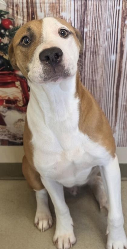 Enlarge Victoria, a Adoptable mixed breed in Cedar Hill, TX image 2/2