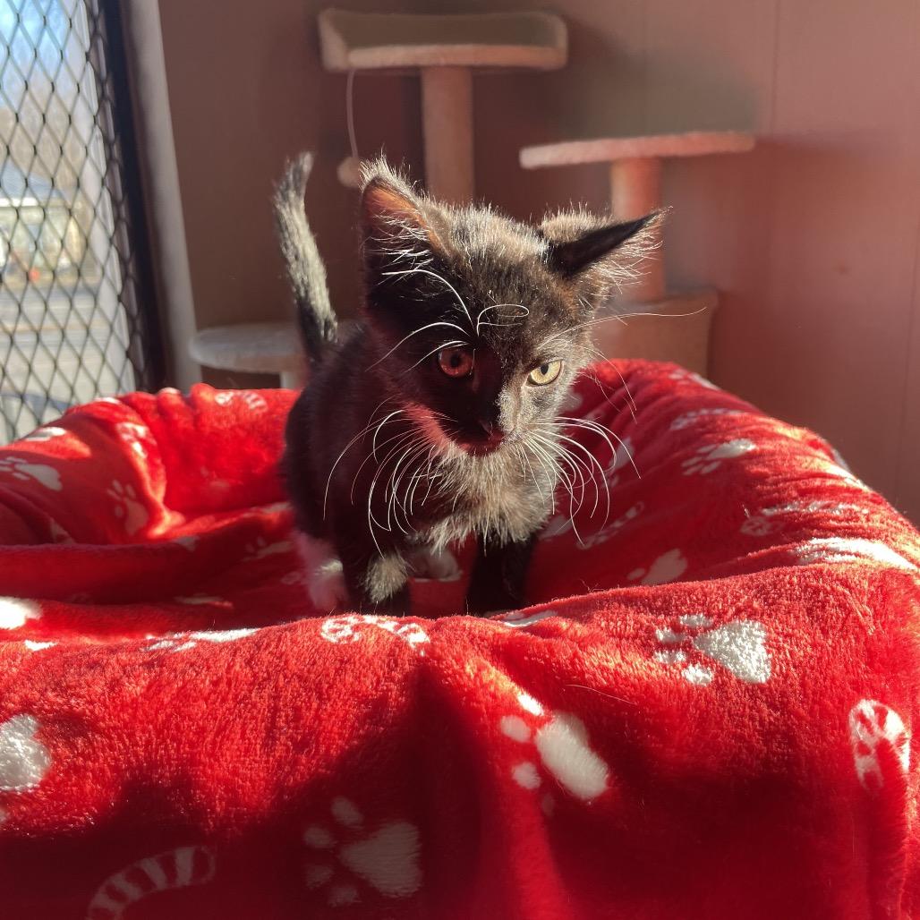 Optimus prime, Adoptable, Kitten Male Domestic Medium Hair.