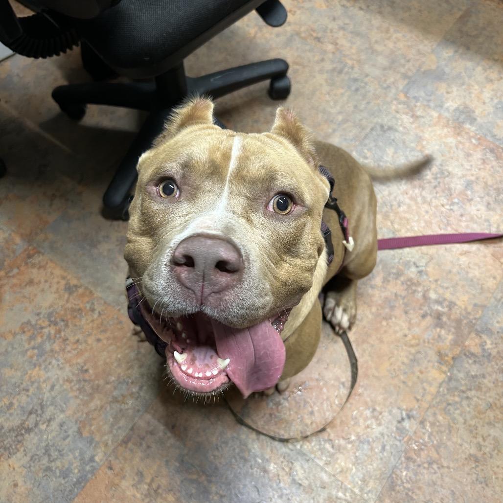 Dude, Adoptable, Adult Male American Bulldog.