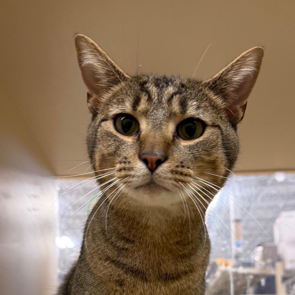 Raoul, Adoptable, Adult Male Domestic Short Hair.
