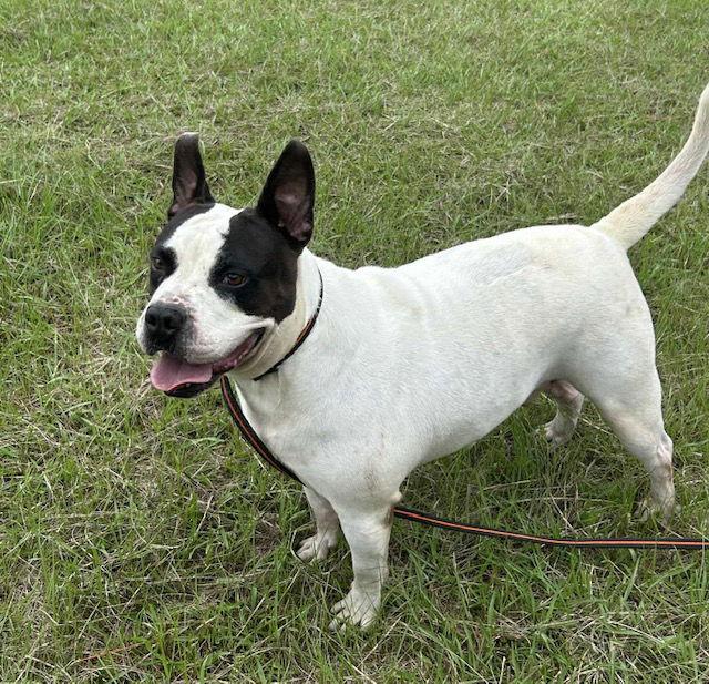 Bumper, a Adoptable American Bulldog in Tarrytown, GA image 1/3