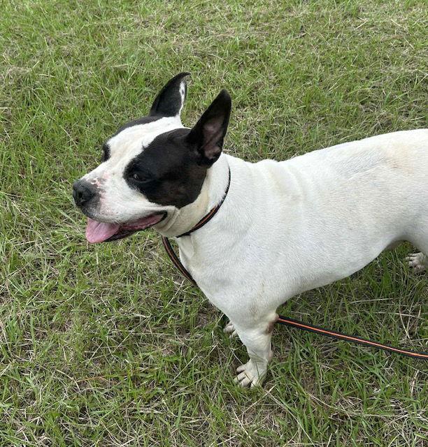 Bumper, a Adoptable American Bulldog in Tarrytown, GA image 3/3