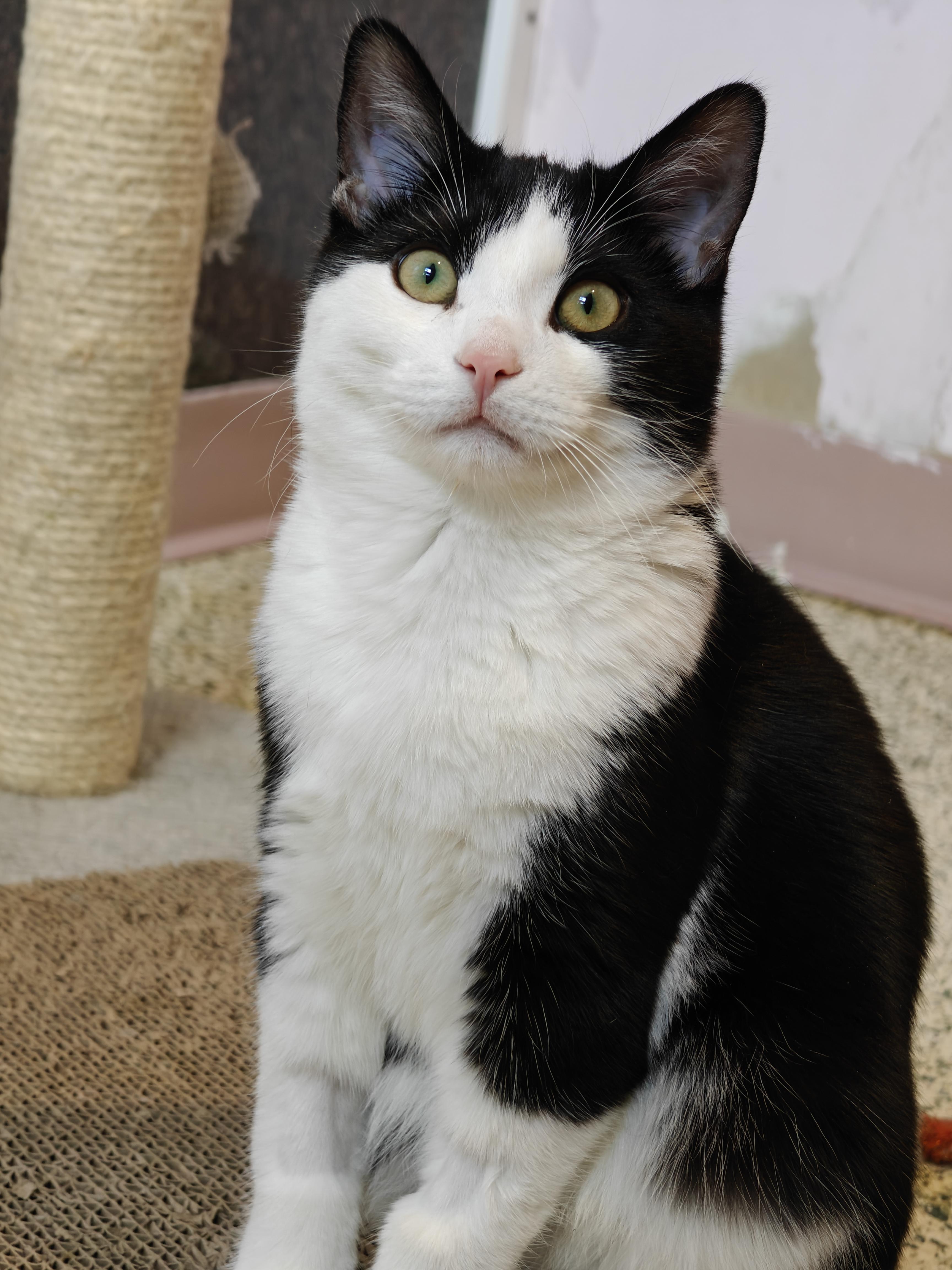 Enlarge Mac, a ADOPTABLE Tuxedo in New Britain, CT image 2/6