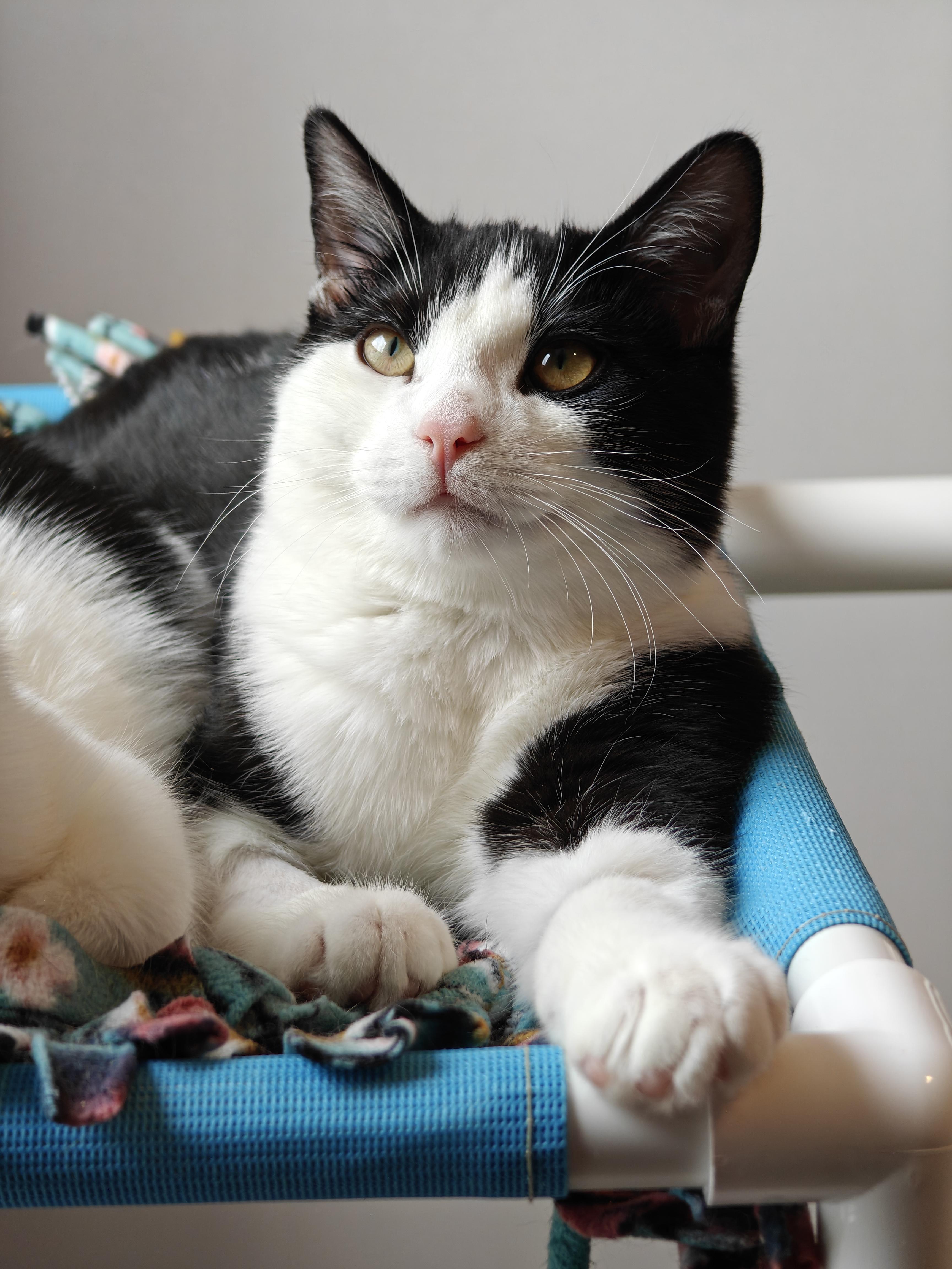 Enlarge Mac, a ADOPTABLE Tuxedo in New Britain, CT image 1/6