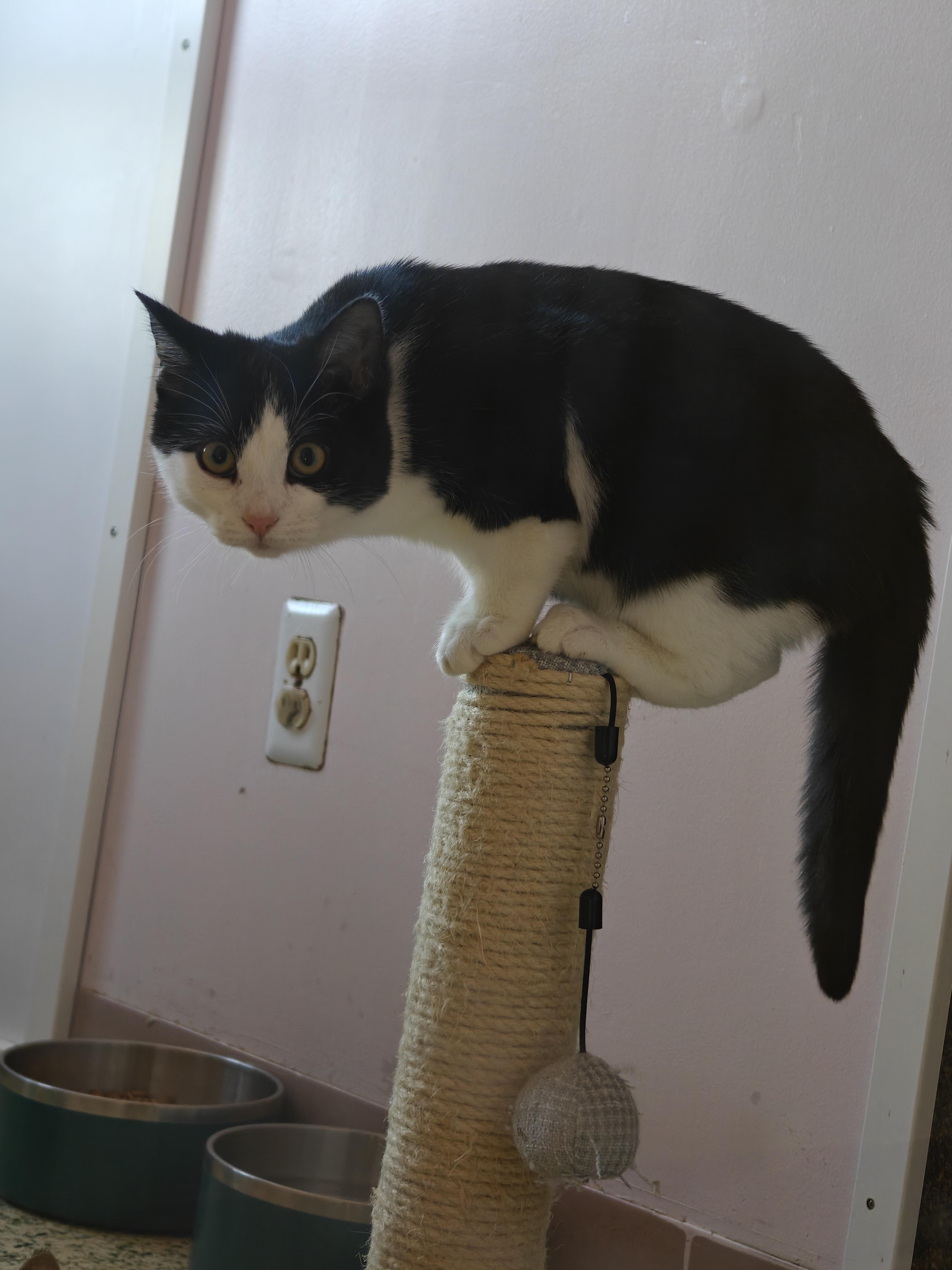 Enlarge Mac, a ADOPTABLE Tuxedo in New Britain, CT image 4/6