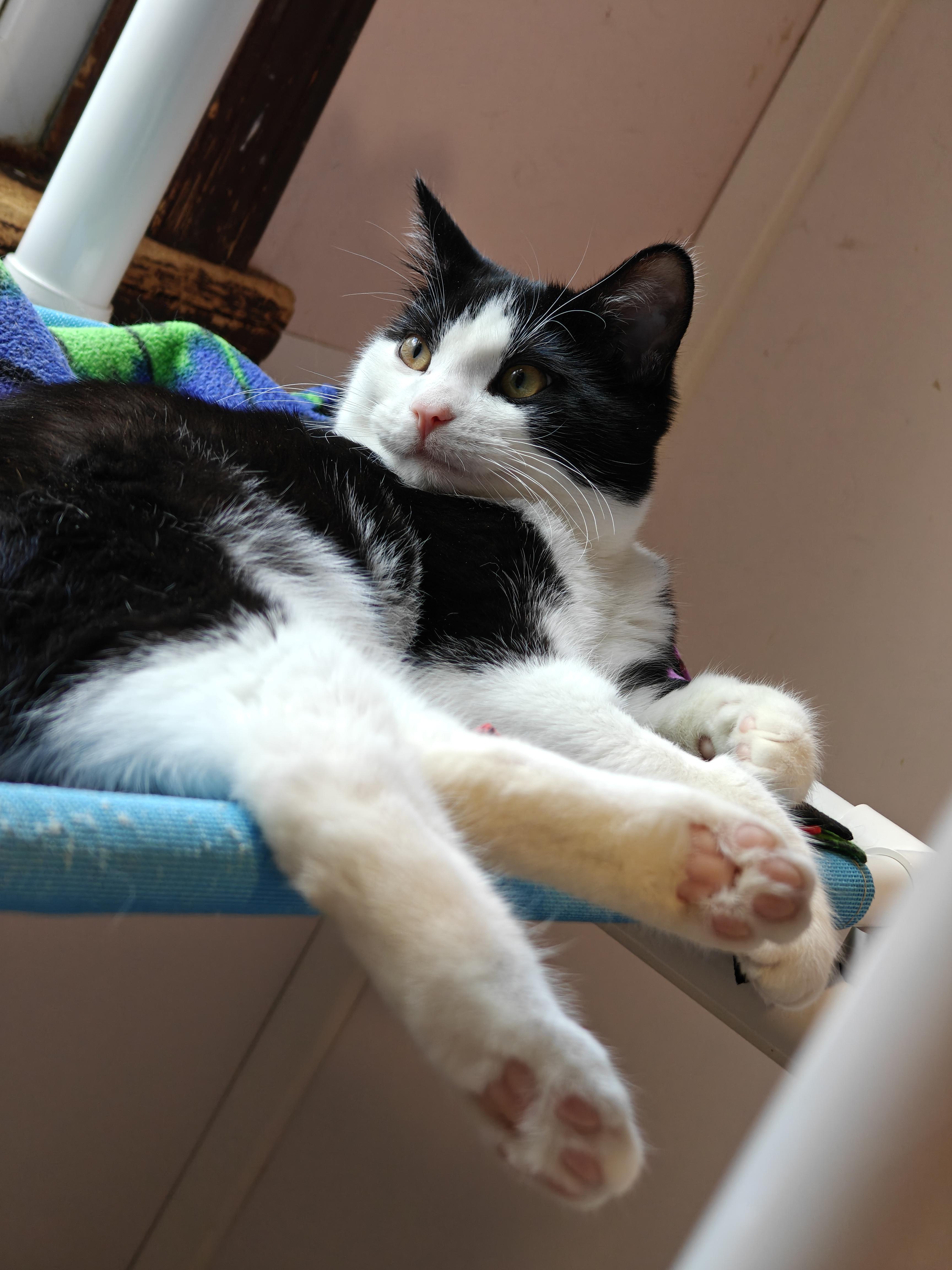 Enlarge Mac, a ADOPTABLE Tuxedo in New Britain, CT image 3/6