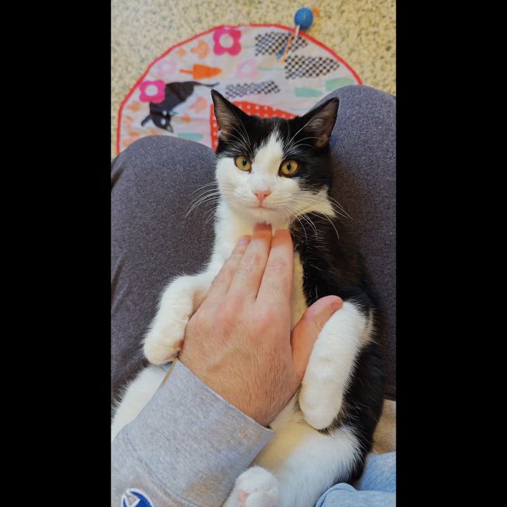 Enlarge Mac, a ADOPTABLE Tuxedo in New Britain, CT video 6/6