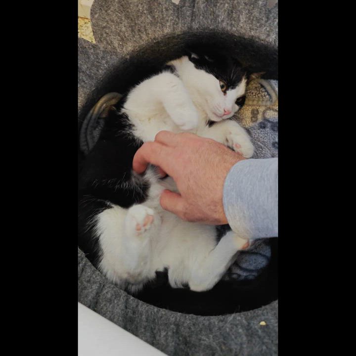 Enlarge Mac, a ADOPTABLE Tuxedo in New Britain, CT video 5/6