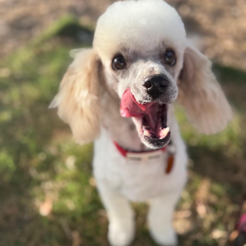Koda, Adoptable, Adult Male Poodle & Mixed Breed.