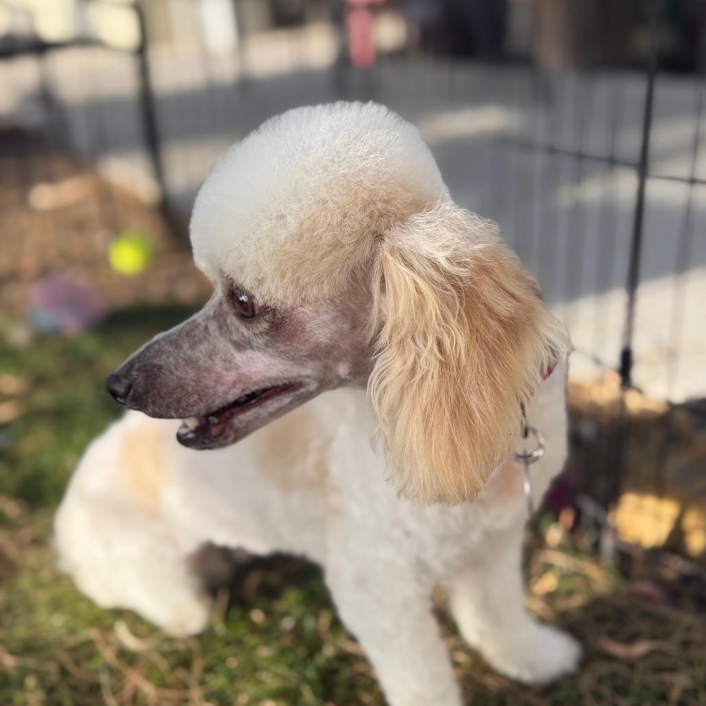 Enlarge Koda, a Adoptable mixed breed in Phoenix, AZ image 2/5