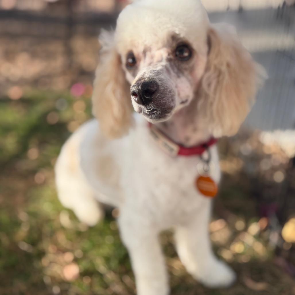 Enlarge Koda, a Adoptable mixed breed in Phoenix, AZ image 3/5