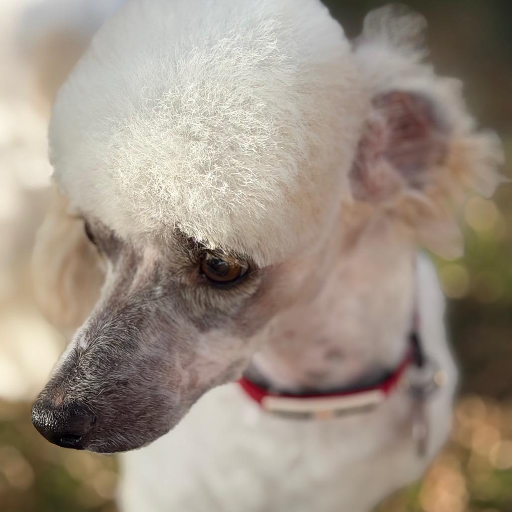 Enlarge Koda, a Adoptable mixed breed in Phoenix, AZ image 4/5