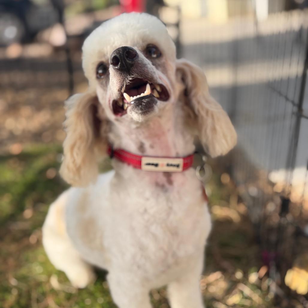 Enlarge Koda, a Adoptable mixed breed in Phoenix, AZ image 5/5