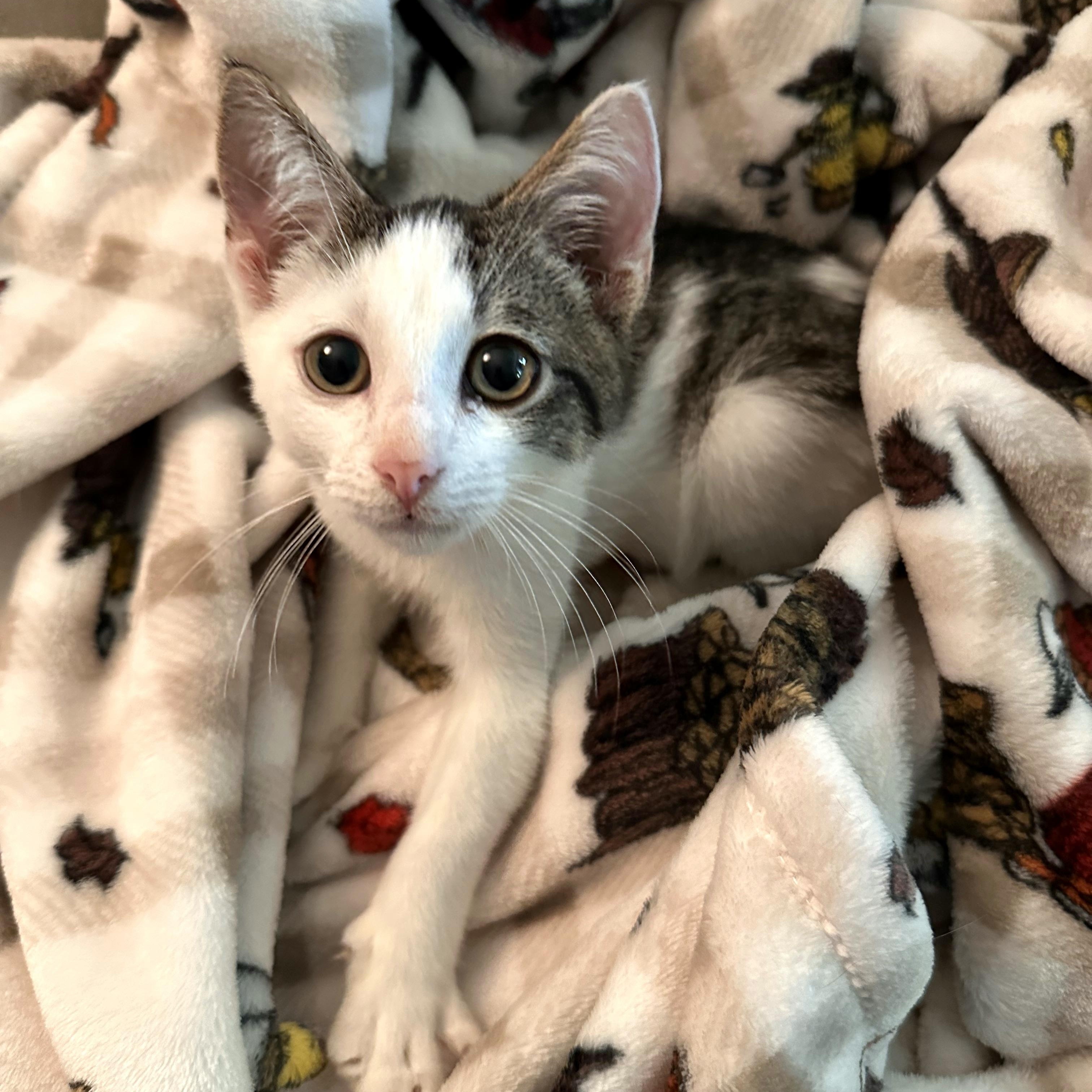 Enlarge Hemingway, a Adoptable Domestic Short Hair in Mt Pleasant, SC image 6/6