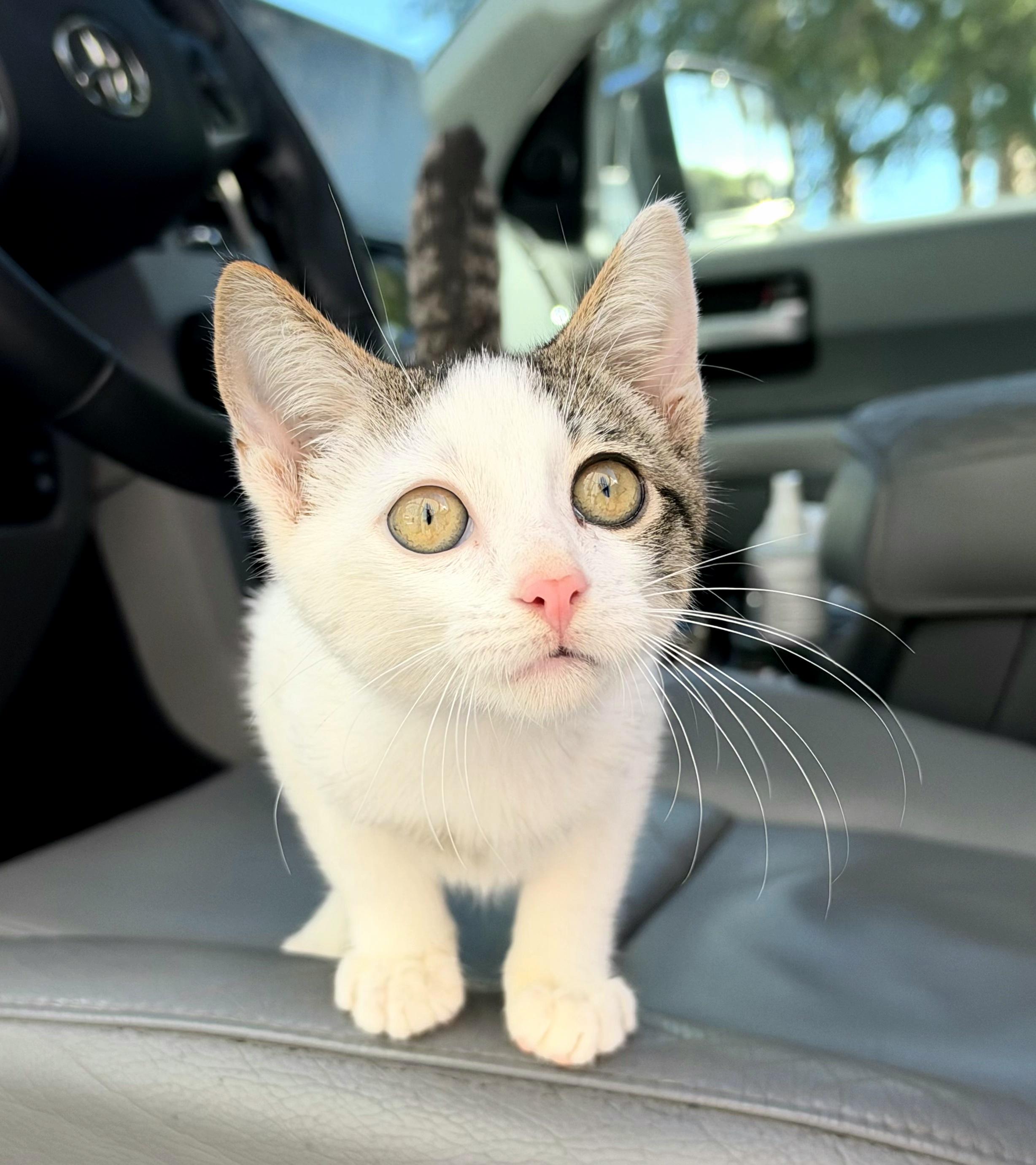 Enlarge Hemingway, a Adoptable Domestic Short Hair in Mt Pleasant, SC image 5/6