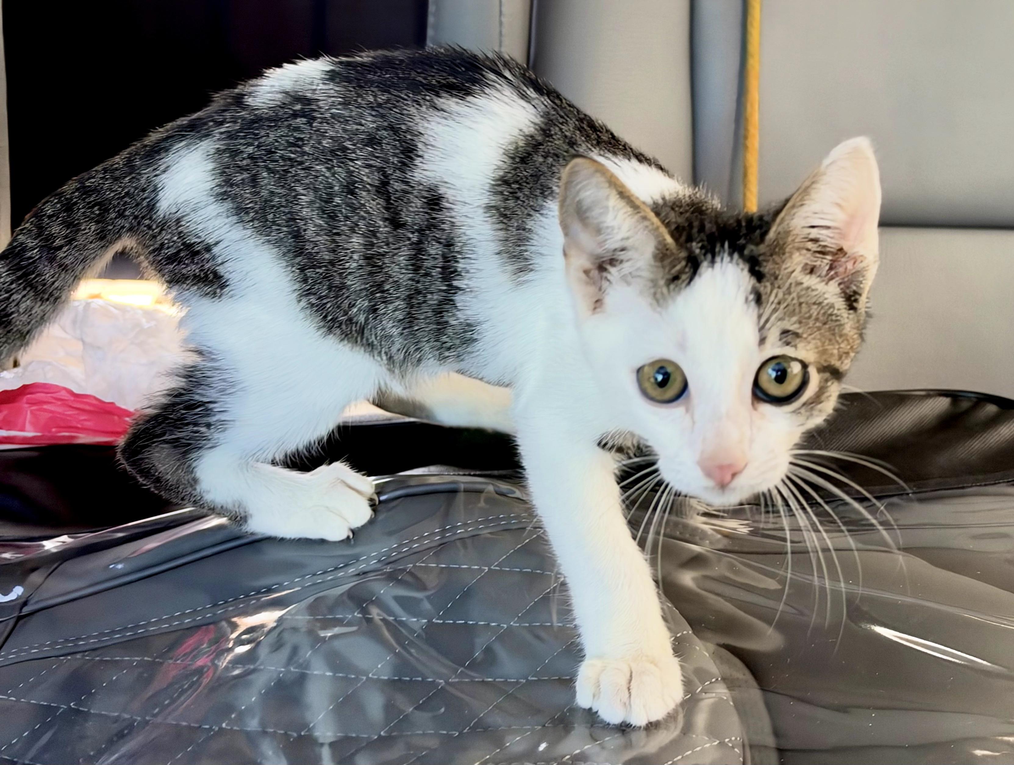 Enlarge Hemingway, a Adoptable Domestic Short Hair in Mt Pleasant, SC image 3/6
