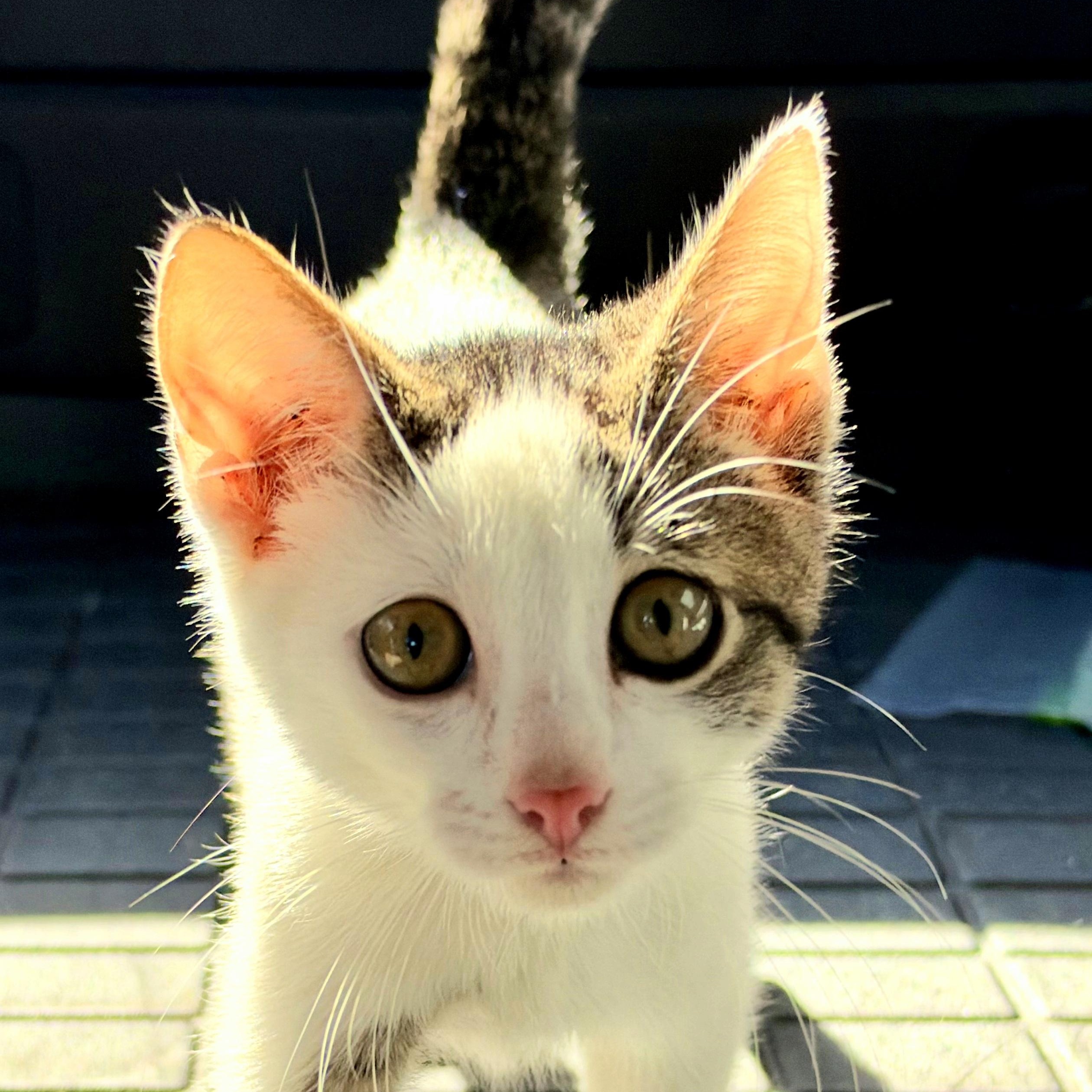 Enlarge Hemingway, a Adoptable Domestic Short Hair in Mt Pleasant, SC image 4/6