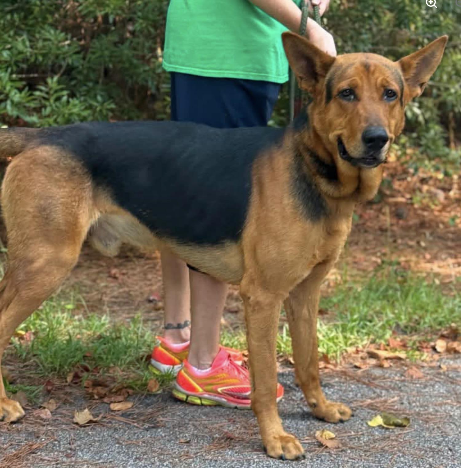 Bridges 2026, ADOPTABLE, Adult Male German Shepherd Dog & Bloodhound.