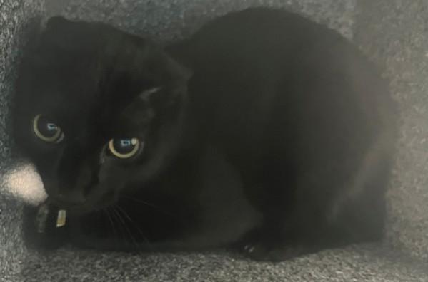 Schnitzel, Adoptable, Young Male Domestic Short Hair.