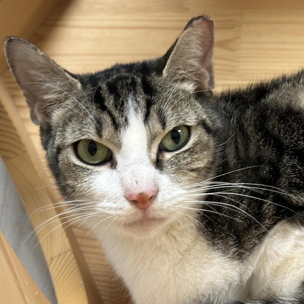 Enlarge Sally, a Adoptable Domestic Short Hair in Franklin, TN image 1/1