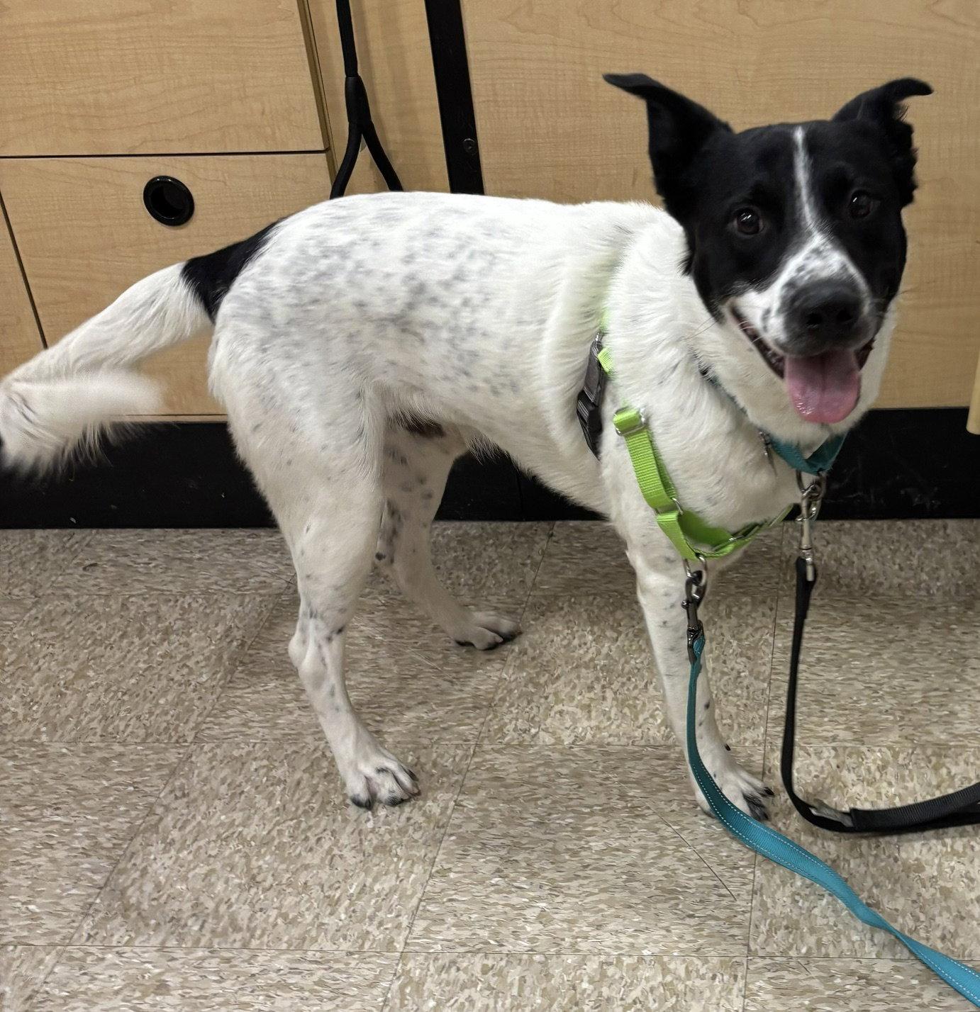 Leo, a Adoptable mixed breed in Glendale, AZ image 2/3