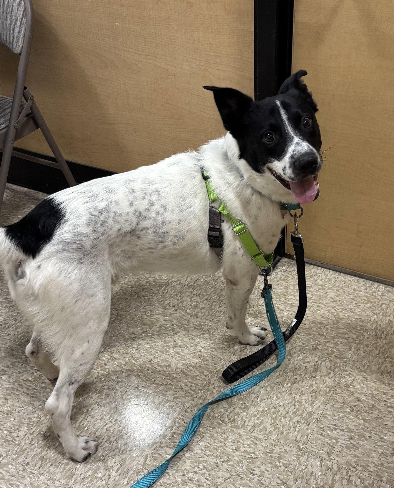 Leo, a Adoptable mixed breed in Glendale, AZ image 3/3