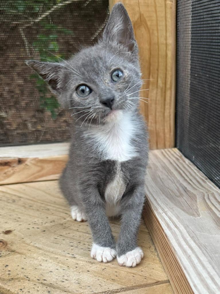 Enlarge May, a Adoptable American Bobtail in Hoover , AL image 1/5