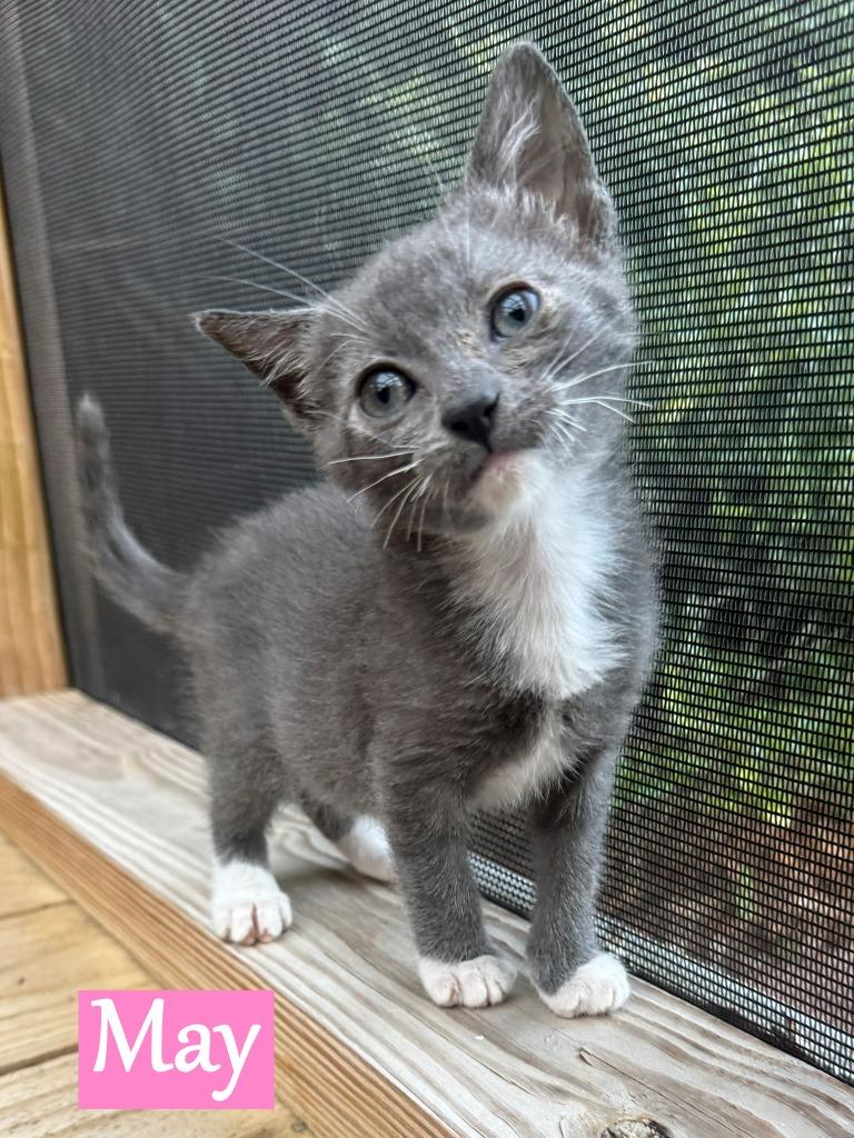 Enlarge May, a Adoptable American Bobtail in Hoover , AL image 2/5