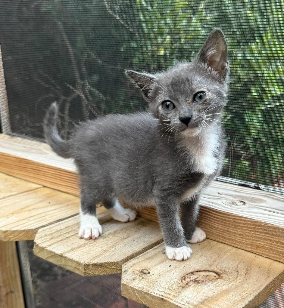 Enlarge May, a Adoptable American Bobtail in Hoover , AL image 3/5