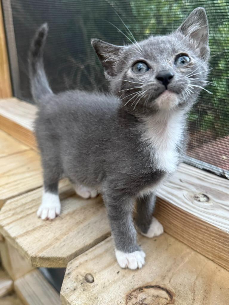 Enlarge May, a Adoptable American Bobtail in Hoover , AL image 4/5