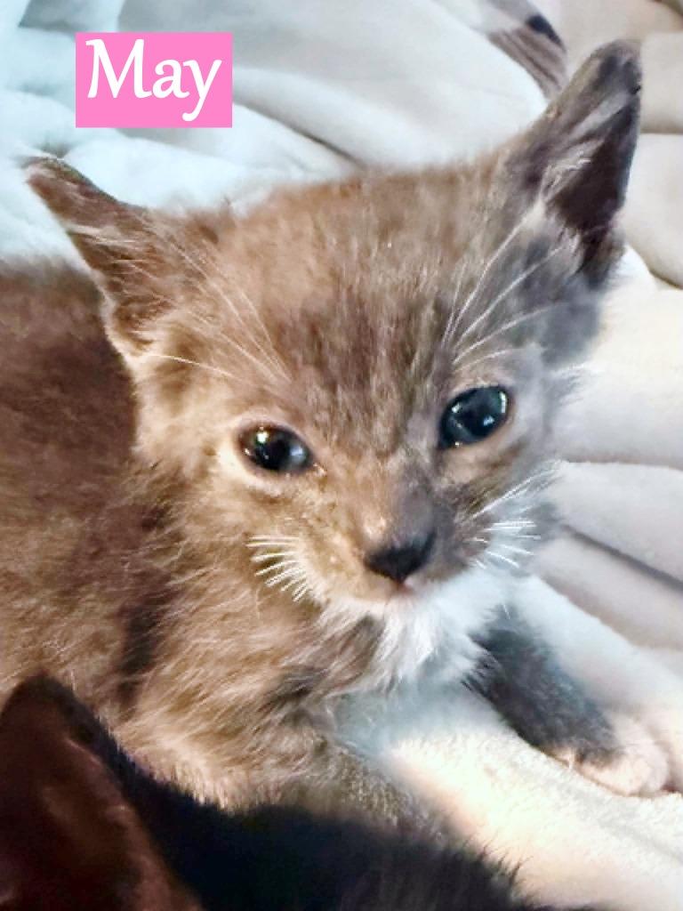 Enlarge May, a Adoptable American Bobtail in Hoover , AL image 5/5