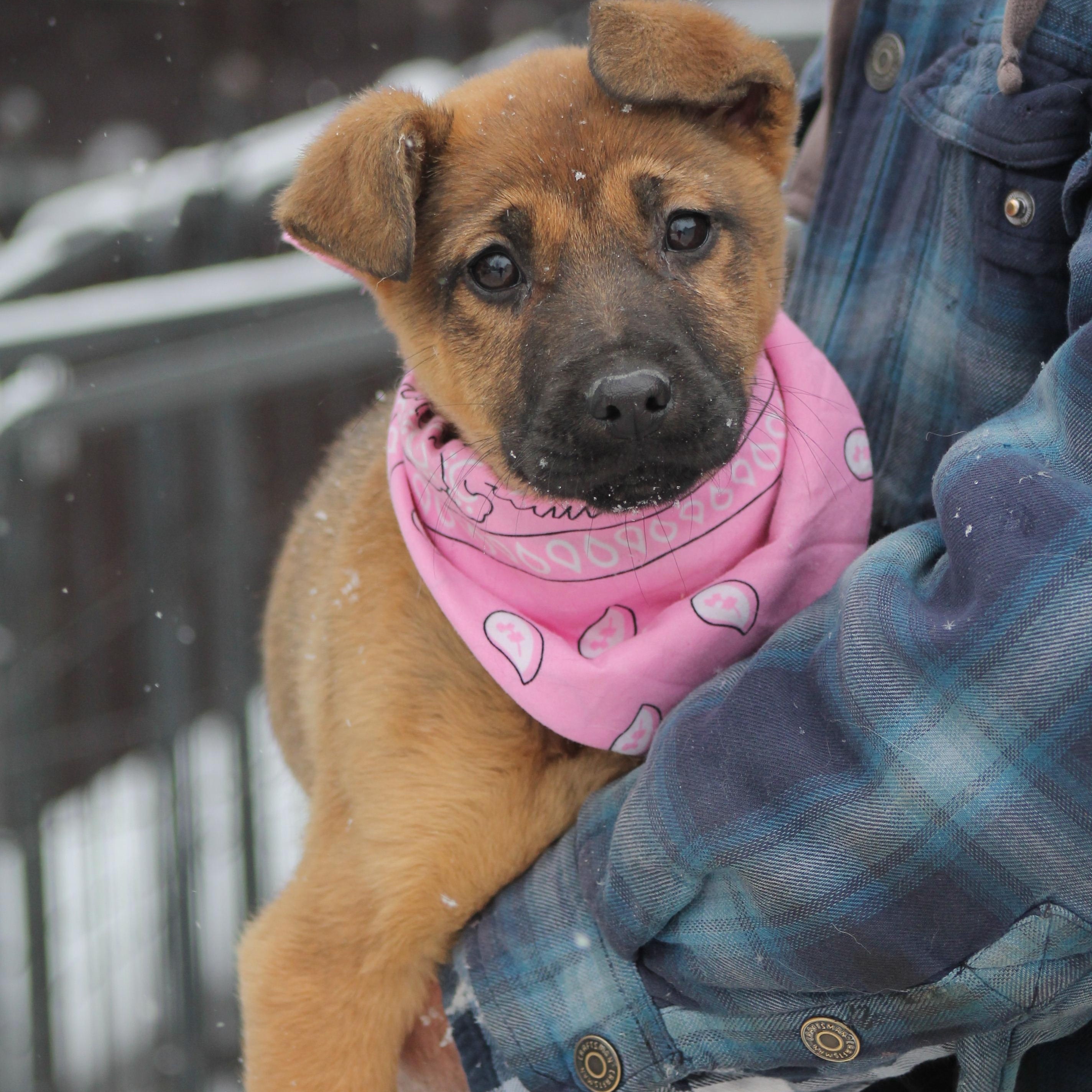 Bethanne, an adopted mixed breed in Lemont, IL image 1/6