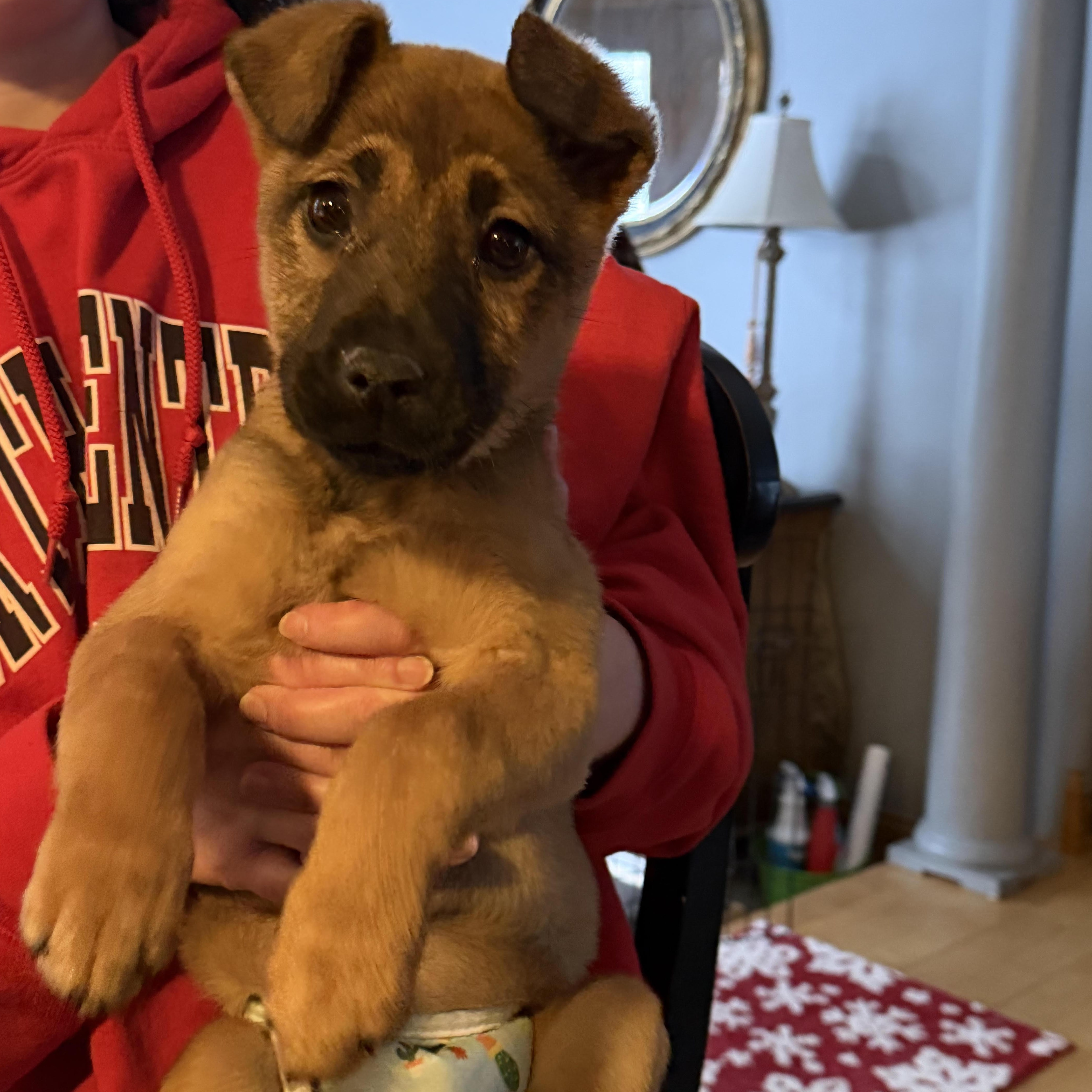 Bethanne, an adopted mixed breed in Lemont, IL image 6/6