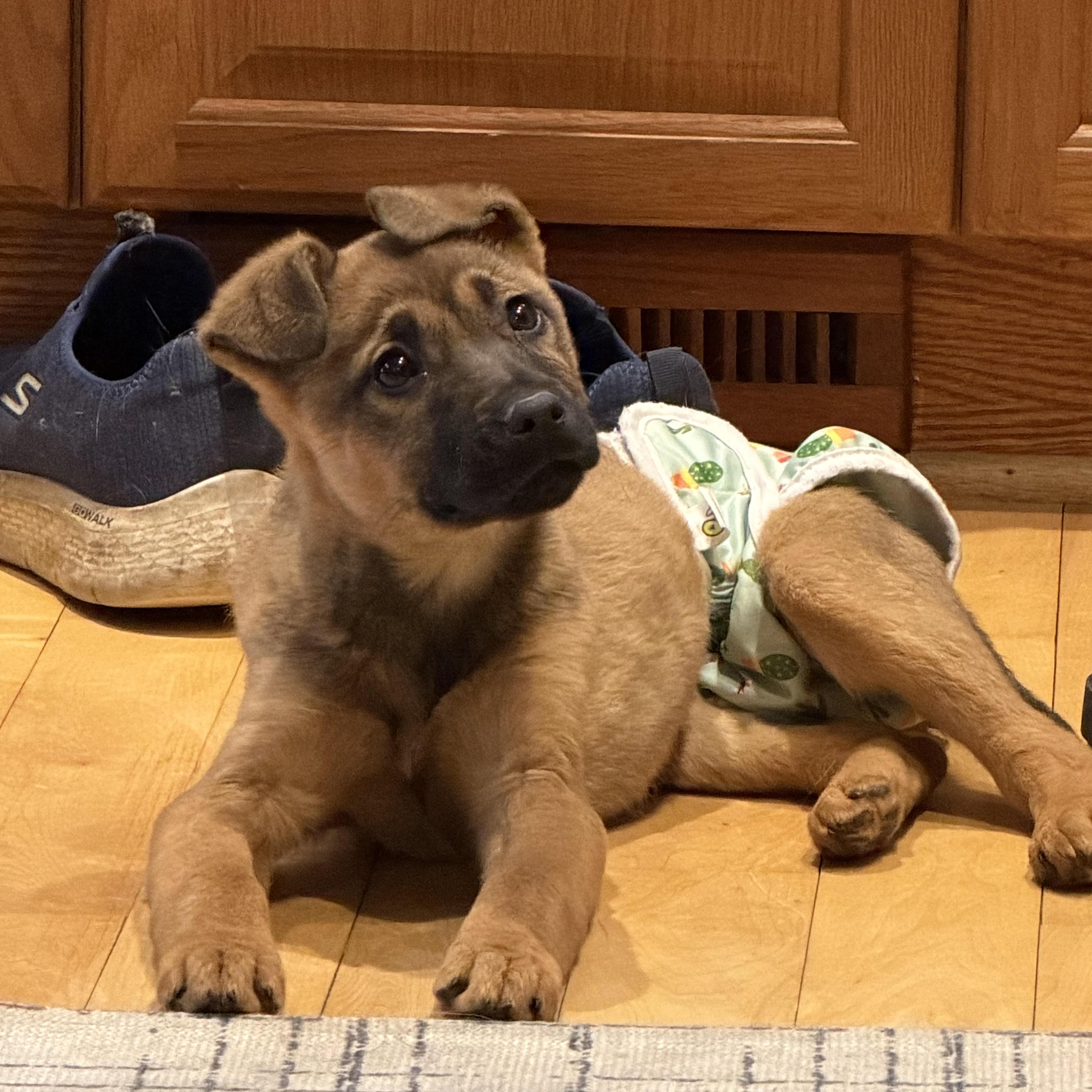 Bethanne, an adopted mixed breed in Lemont, IL image 4/6