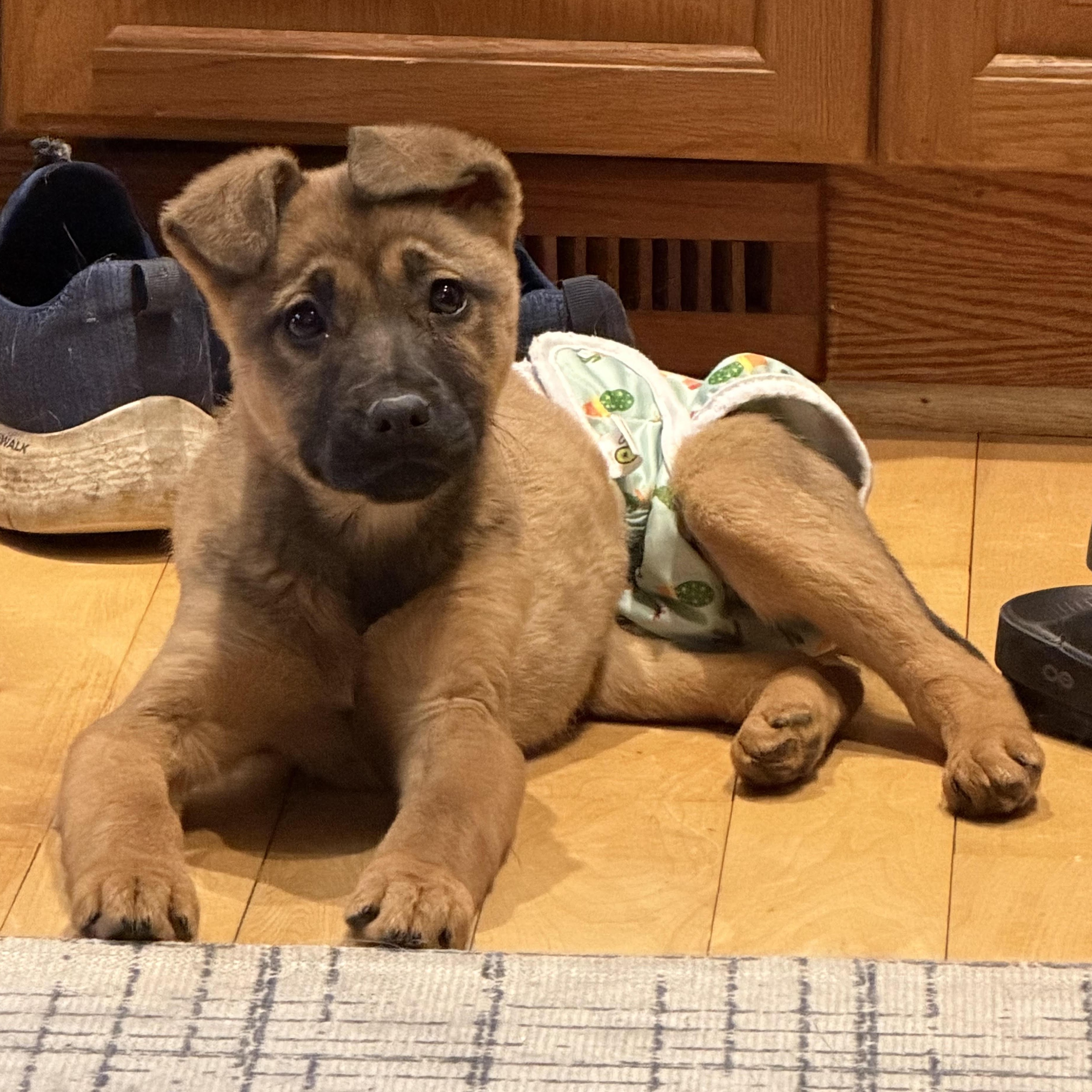 Bethanne, an adopted mixed breed in Lemont, IL image 5/6