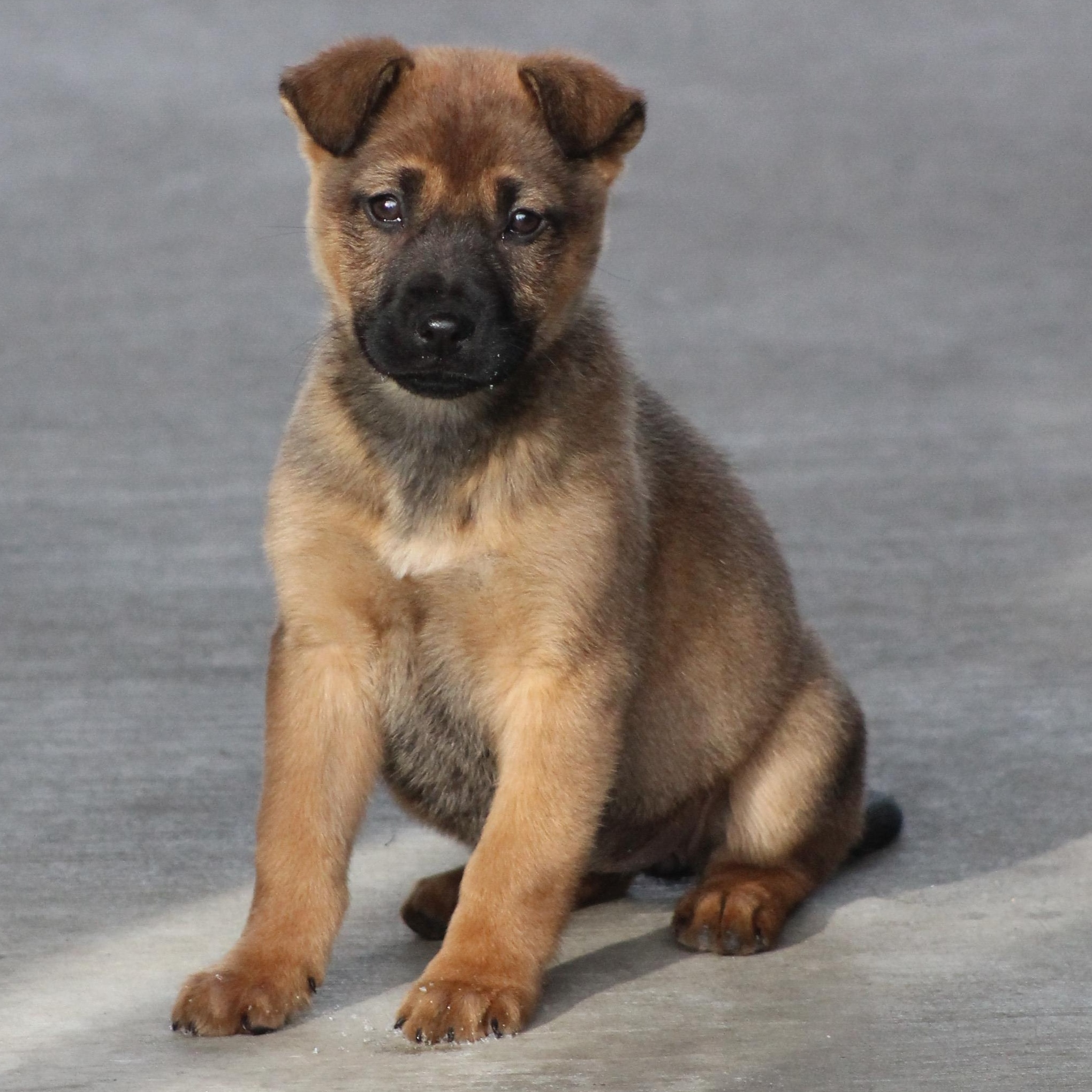 Bethanne, an adopted mixed breed in Lemont, IL image 2/6