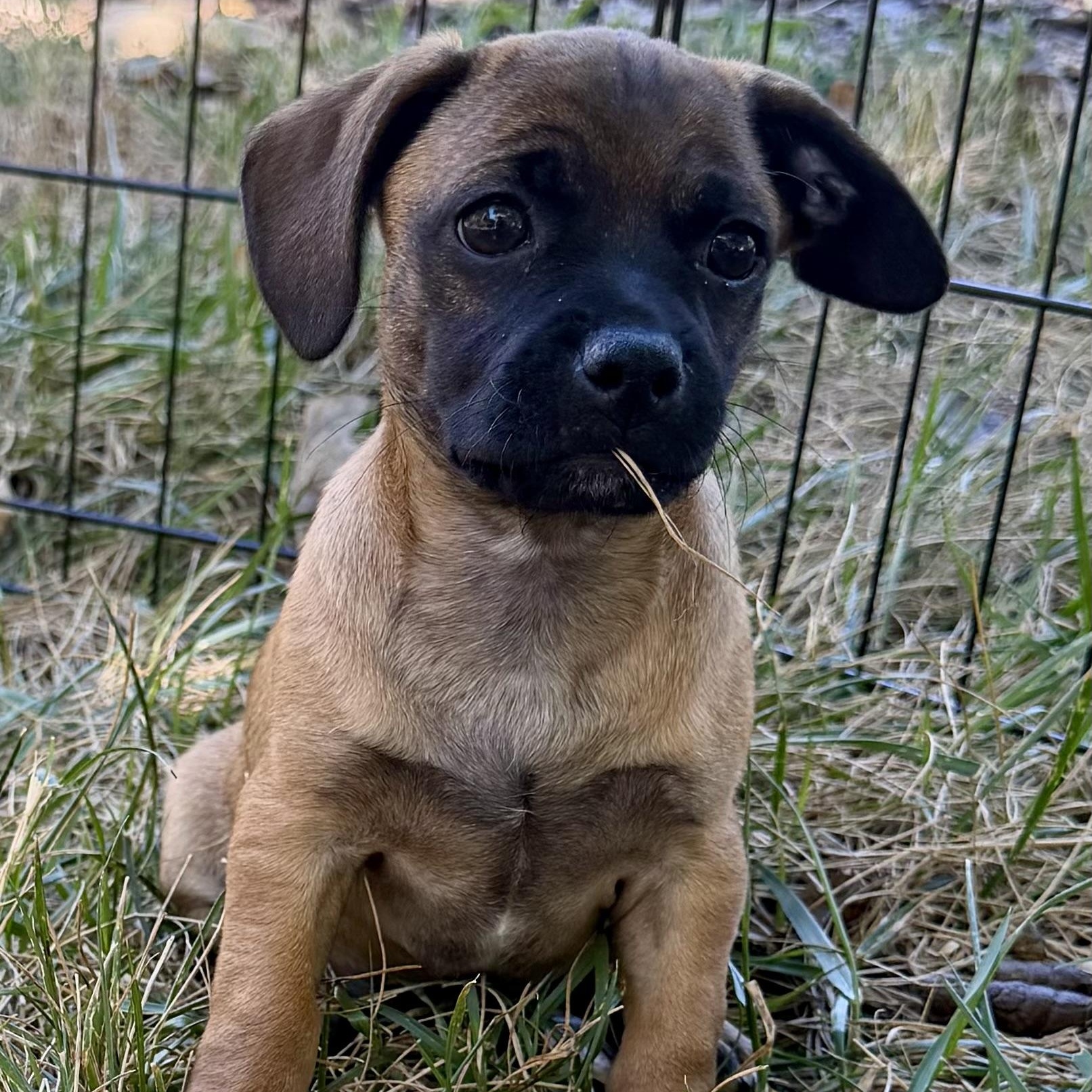 Enlarge Barroll, a Adoptable mixed breed in Thompson's Station, TN image 2/3