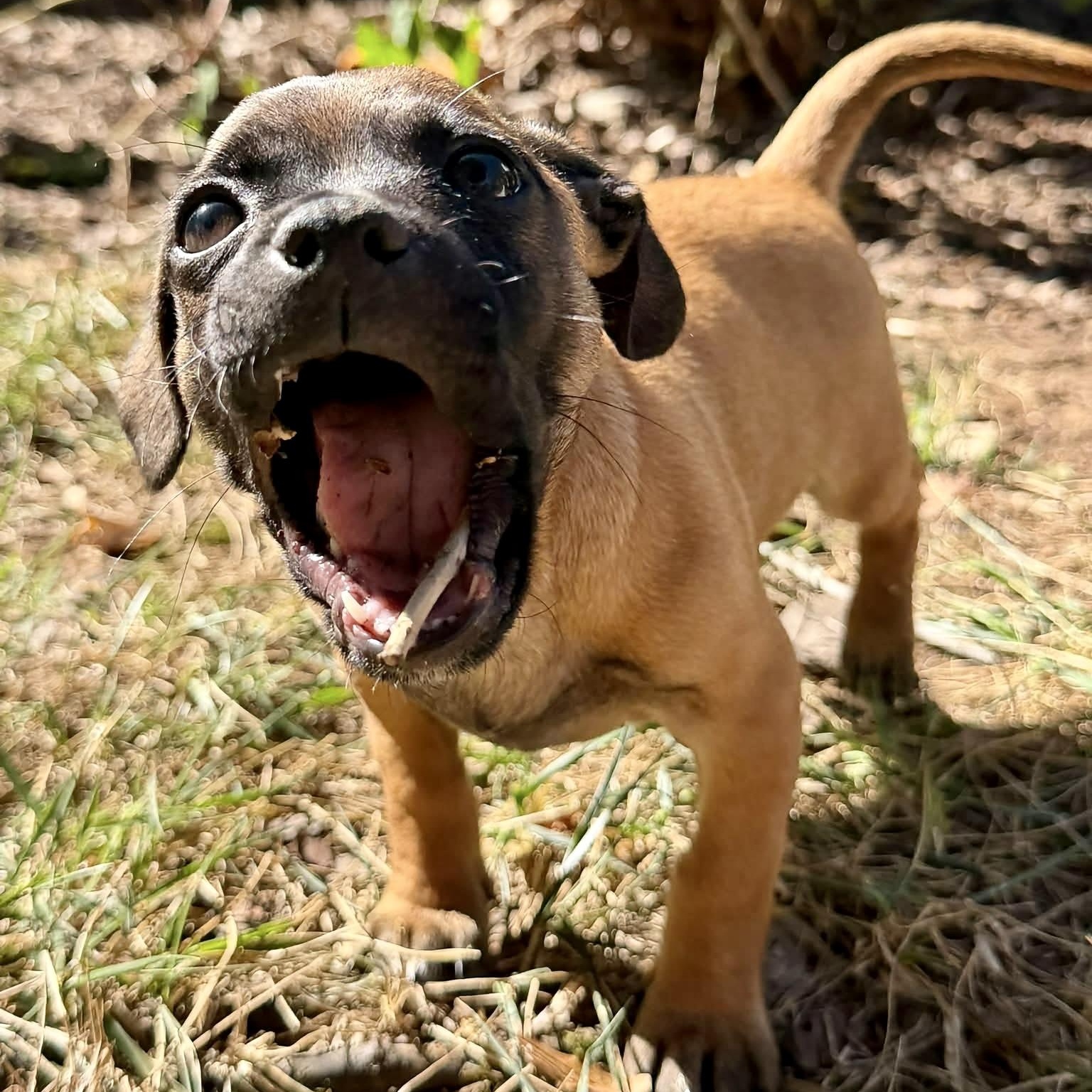 Barroll, Adoptable, Puppy Male Pug & Chihuahua.