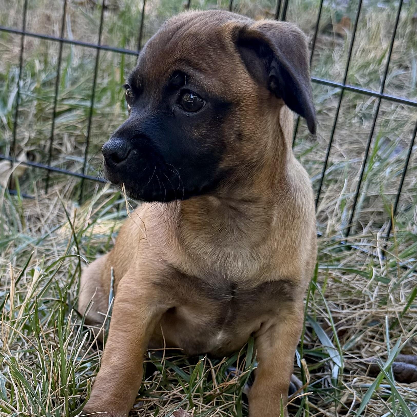 Enlarge Barroll, a Adoptable mixed breed in Thompson's Station, TN image 3/3