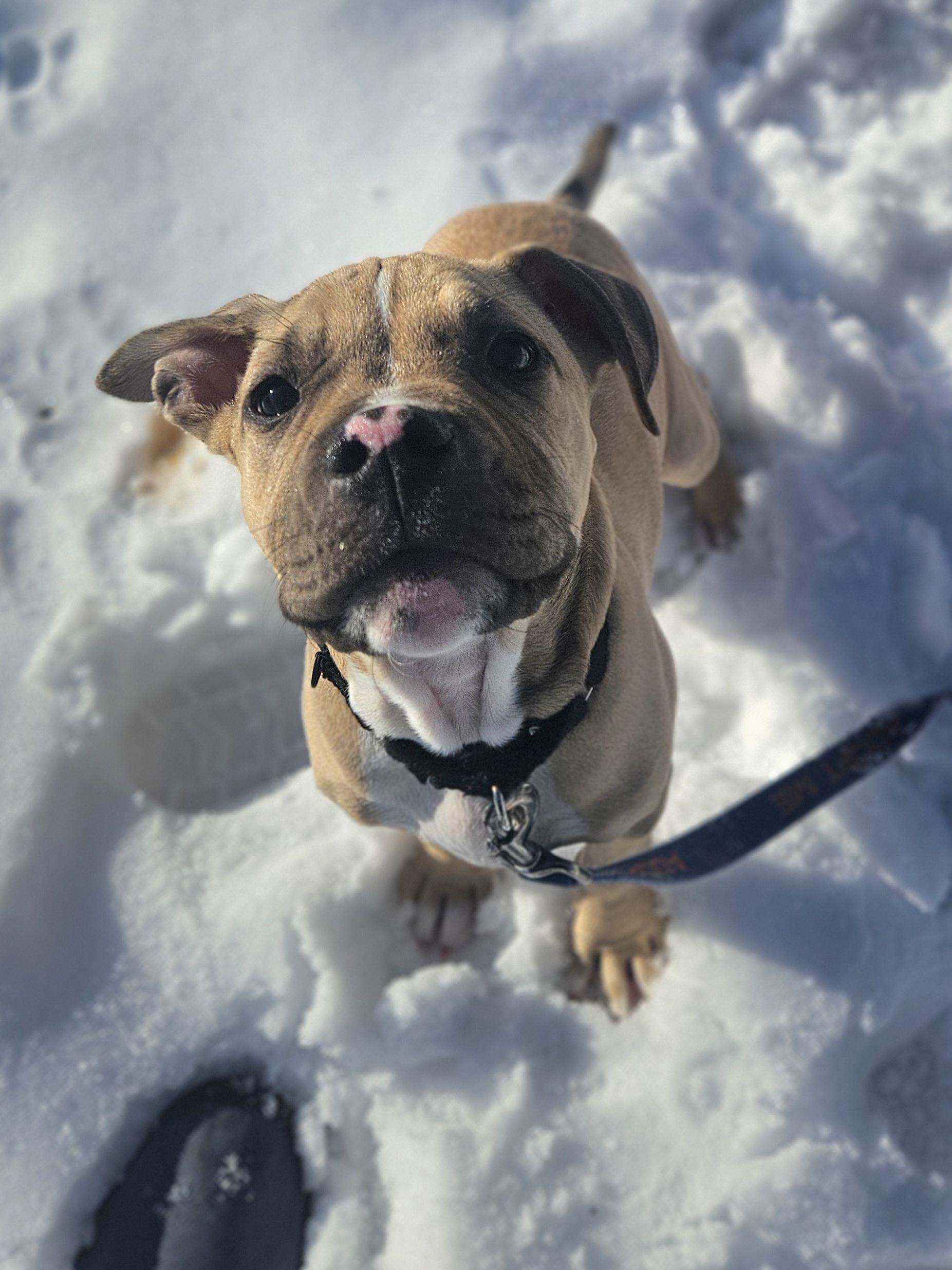 Enlarge BEN   $425, a ADOPTABLE mixed breed in Milwaukee, WI image 6/6