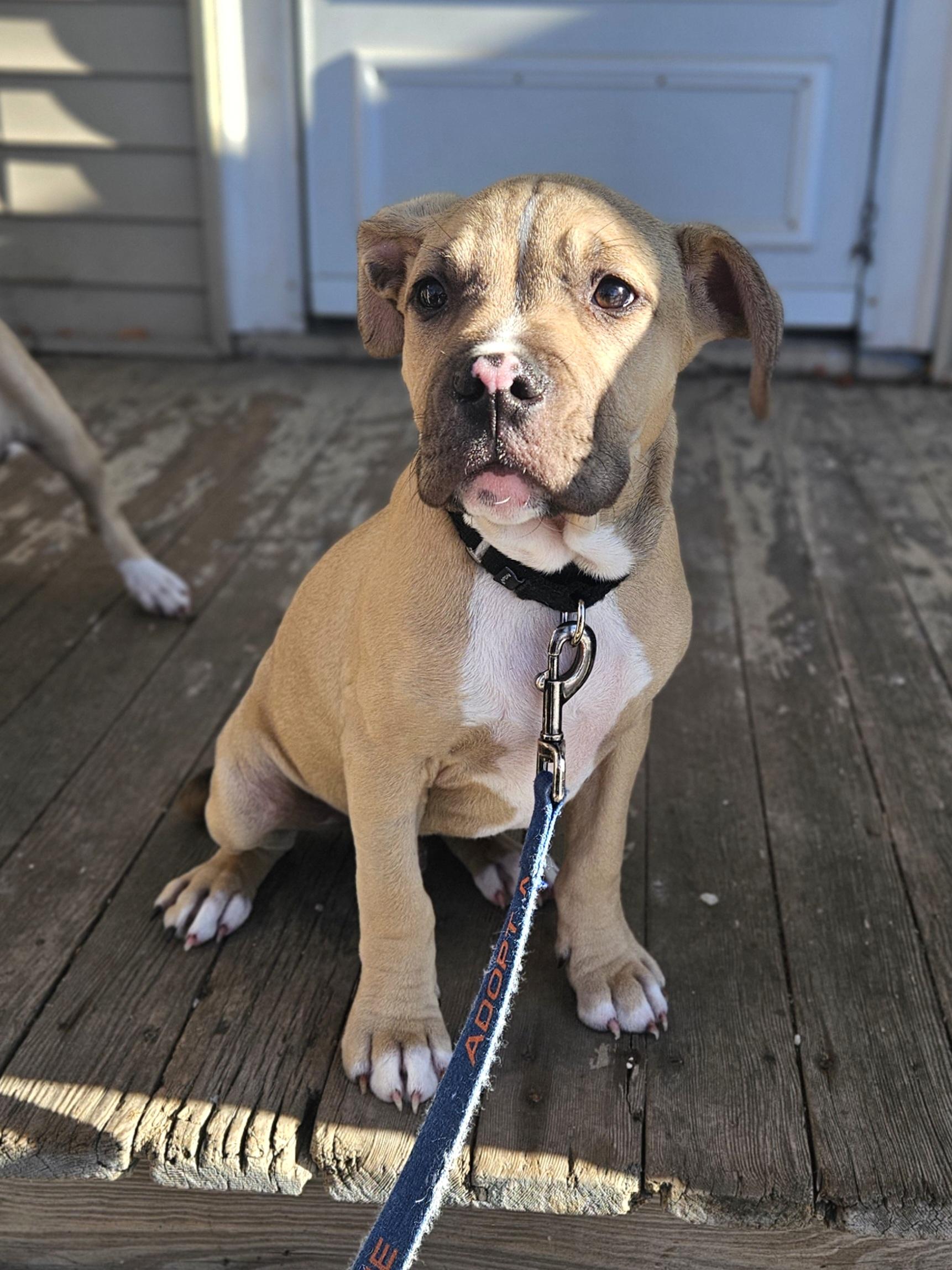 Enlarge BEN   $425, a ADOPTABLE mixed breed in Milwaukee, WI image 3/6