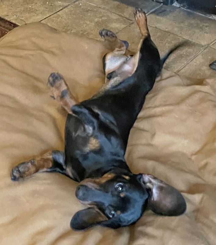 Artie (MD), Adoptable, Young Male Dachshund.