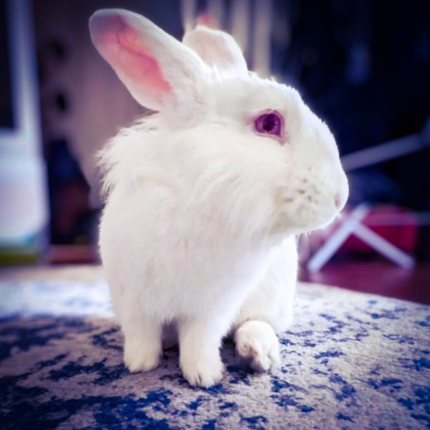 Washburn, a Adoptable Lionhead in Columbia, TN image 1/6