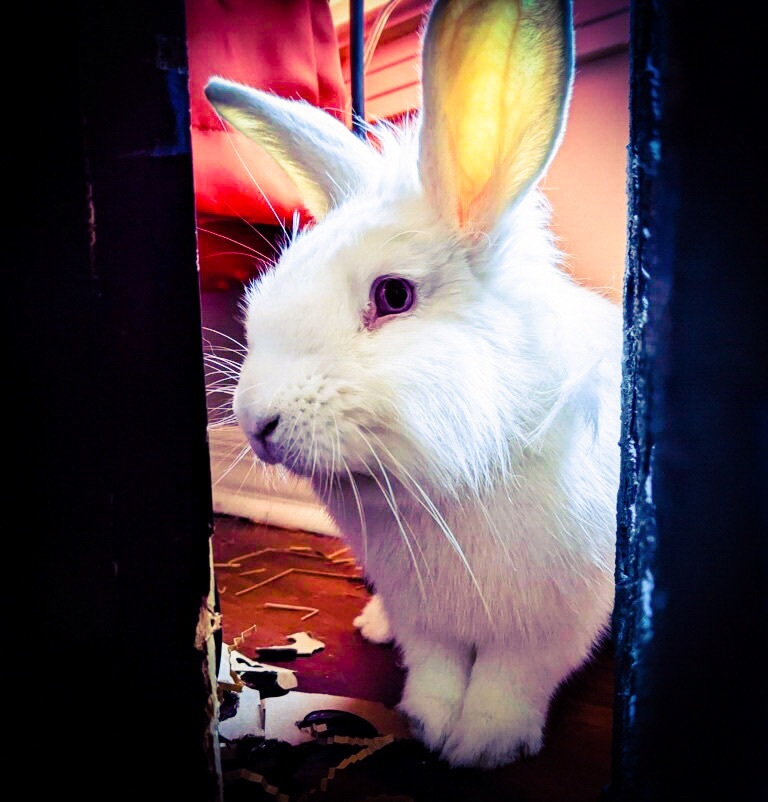 Washburn, a Adoptable Lionhead in Columbia, TN image 3/6