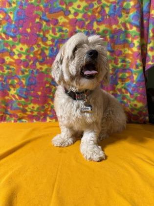Chips, a Adoptable mixed breed in Burlington, WI image 1/2